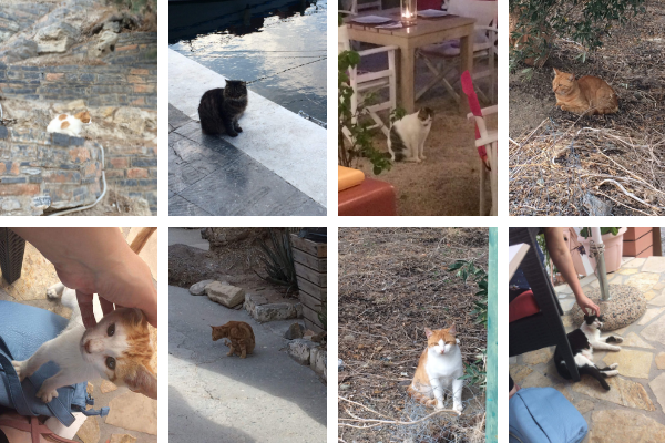 Cats of Koutouloufari, Crete