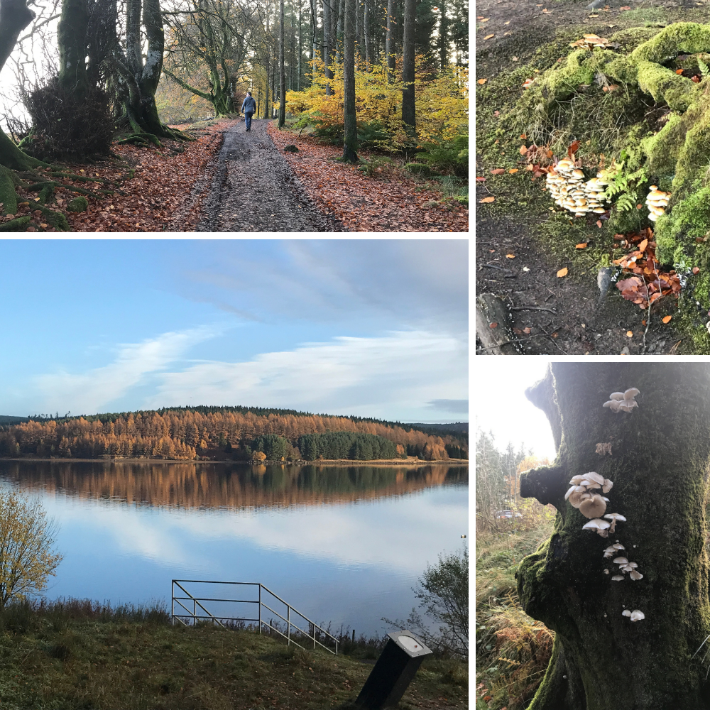 Kielder Lodge with Hot Tub Scenery