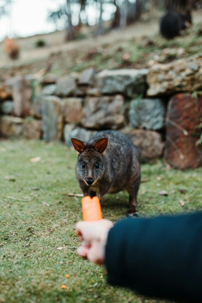 Zoodoo Zoo.  Hanging out with the kids in Hobart, Tasmania